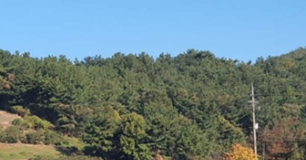 경상남도 김해시 진영읍 신용리 OOOOO O OOO 임야 경매 물건 이미지