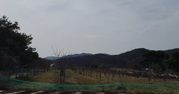 경상북도 의성군 금성면 운곡리 OOO O OOO 임야 경매 물건 이미지