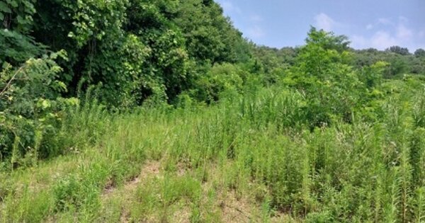 충청남도 공주시 의당면 도신리 OO 답 경매 물건 이미지