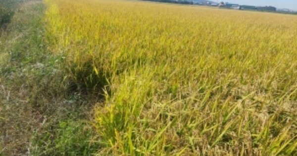 충청남도 아산시 둔포면 신법리 OOOO 답 경매 물건 이미지