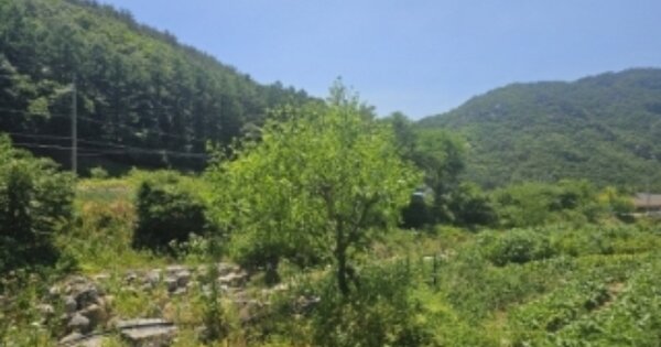 충청북도 단양군 대강면 성금리 OOO O OOO 임야 경매 물건 이미지