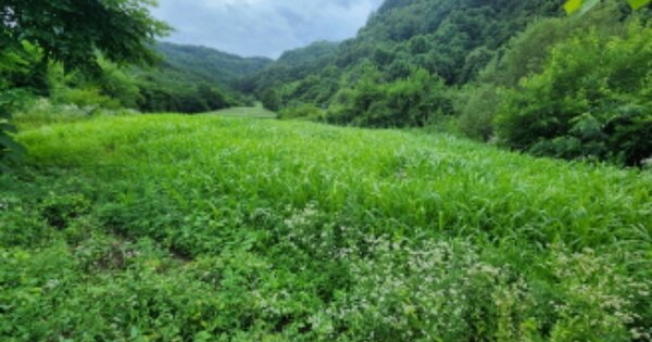충청북도 제천시 송학면 송한리 OOO 전 경매 물건 이미지