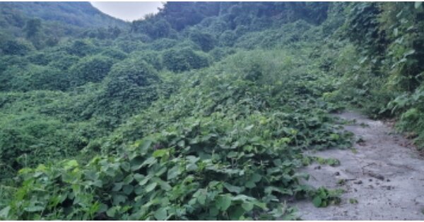 경상북도 청도군 금천면 오봉리 OOO 전 경매 물건 이미지
