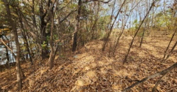 충청북도 제천시 청풍면 양평리 OOOOOO 임야 경매 물건 이미지