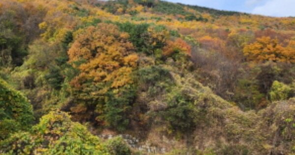 울산광역시 울주군 웅촌면 은현리 OOOOOO 임야 경매 물건 이미지