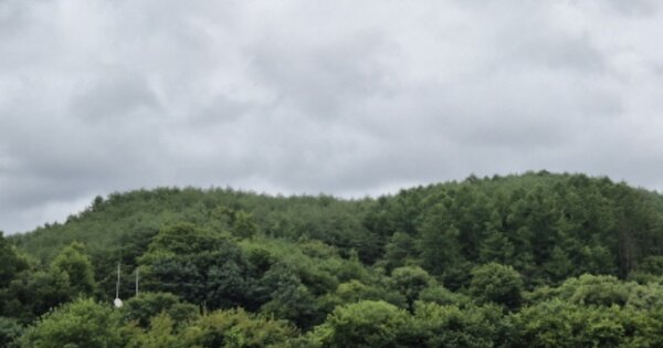 경상북도 영양군 일월면 도곡리 OOO 임야 경매 물건 이미지