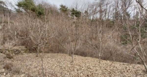 충청남도 공주시 신풍면 화흥리 OOOOO 전 경매 물건 이미지