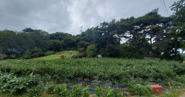 충청남도 청양군 화성면 화강리 OOO O OOO 임야 경매 물건 이미지