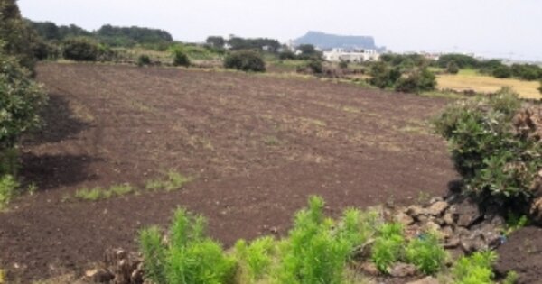 제주특별자치도 서귀포시 성산읍 고성리 OOO 전 경매 물건 이미지