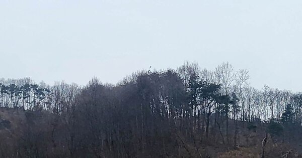 경기도 양평군 강상면 대석리 OOO 임야 경매 물건 이미지