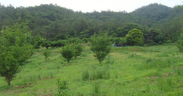 전라남도 완도군 고금면 청용리 OOO O OOO 단독주택 경매 물건 이미지