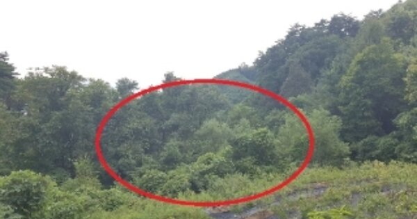 강원특별자치도 홍천군 내촌면 도관리 OOOOO 과수원 경매 물건 이미지