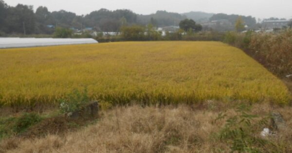충청북도 청주시 흥덕구 강내면 당곡리 OO 답 경매 물건 이미지
