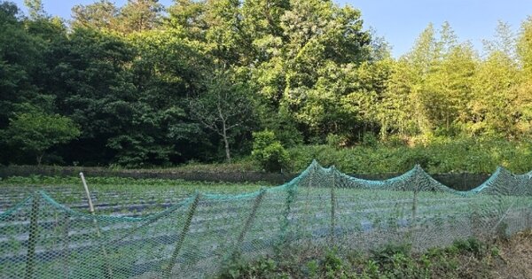 광주광역시 광산구 대산동 OOOOOO 임야 경매 물건 이미지