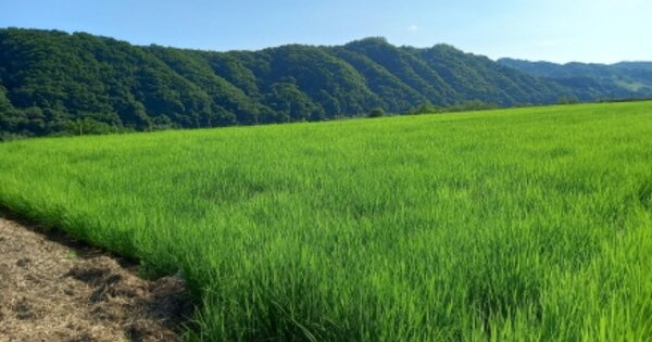 경기도 연천군 중면 횡산리 OOOOOO 답 경매 물건 이미지