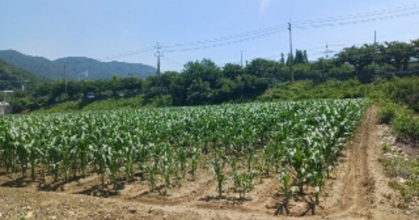 부산광역시 강서구 녹산동 OOOOO 답 경매 물건 이미지