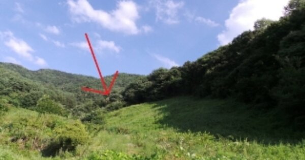 강원특별자치도 정선군 신동읍 고성리 OO 전 경매 물건 이미지