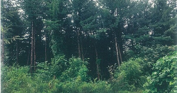 경기도 가평군 조종면 마일리 OO 전 경매 물건 이미지