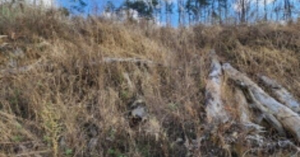 충청남도 금산군 남일면 신정리 OOOOO O OOO 임야 경매 물건 이미지