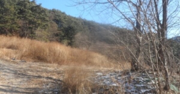 강원특별자치도 평창군 대화면 신리 OOOOO 대지 경매 물건 이미지