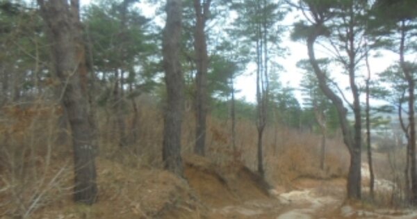강원특별자치도 고성군 토성면 교암리 OOOOOO 임야 경매 물건 이미지