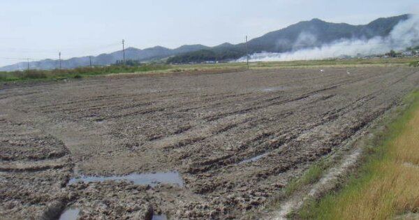 전라남도 해남군 화원면 산호리 OOOO 답 경매 물건 이미지