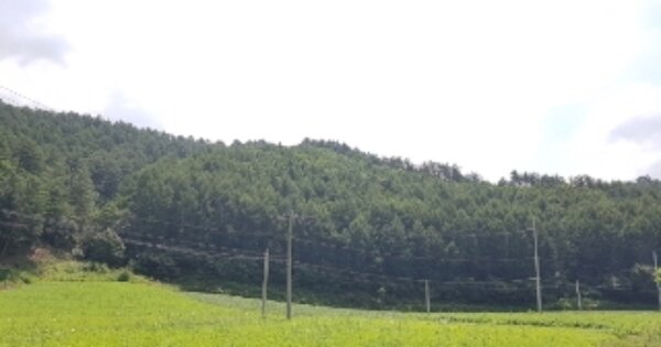 강원특별자치도 홍천군 내면 자운리 OOOOOO 임야 경매 물건 이미지