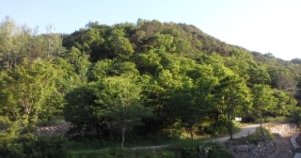 경상북도 고령군 대가야읍 지산리 OOOOO O OOO 임야 경매 물건 이미지