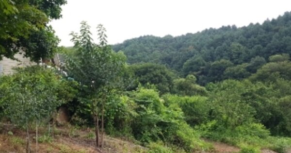 강원특별자치도 춘천시 사북면 송암리 OOOO 임야 경매 물건 이미지