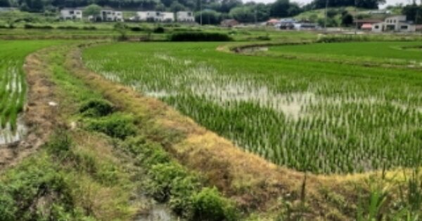 충청남도 당진시 송악읍 가학리 OOO 답 경매 물건 이미지