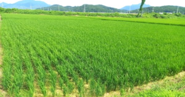 경상남도 고성군 마암면 화산리 OOOOO 답 경매 물건 이미지
