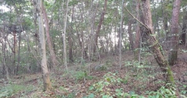 충청남도 홍성군 갈산면 신안리 OOO 임야 경매 물건 이미지