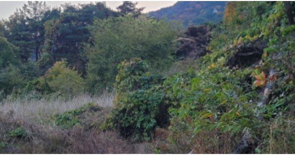 경상북도 청도군 매전면 동산리 OOOOOO 답 경매 물건 이미지