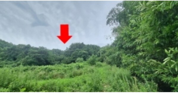 강원특별자치도 양양군 서면 상평리 OOO 임야 경매 물건 이미지
