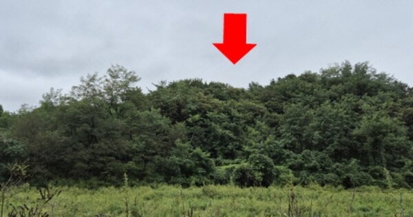 강원특별자치도 고성군 간성읍 금수리 OOOO O OOO 임야 경매 물건 이미지