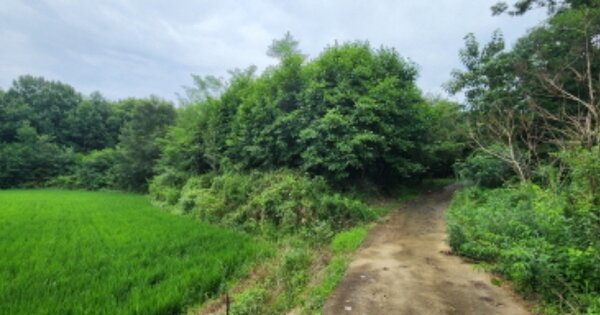 경상북도 구미시 도개면 동산리 OOO 답 경매 물건 이미지