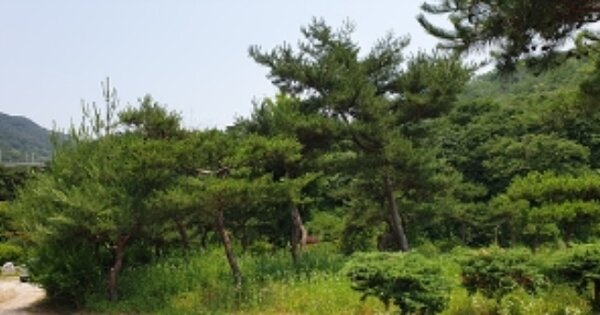 충청남도 예산군 덕산면 광천리 OOOOOO O OOO 답 경매 물건 이미지