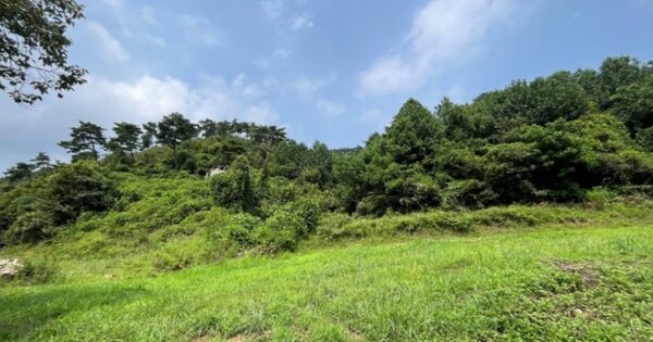 충청남도 예산군 신양면 시왕리 OOO 임야 경매 물건 이미지