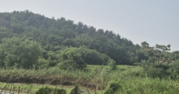 경상북도 포항시 남구 오천읍 문덕리 OOOOOO 임야 경매 물건 이미지
