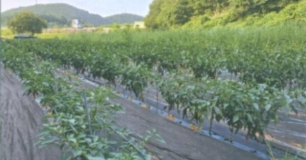강원특별자치도 삼척시 미로면 상거노리 OOO O OOO 전 경매 물건 이미지