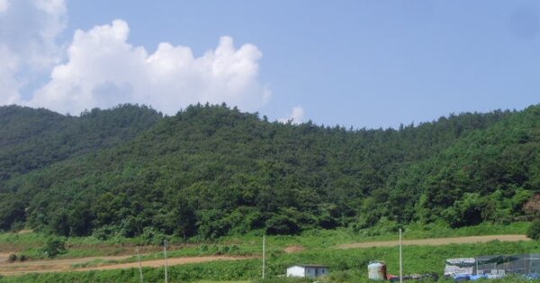 전라남도 진도군 고군면 금계리 OOO 임야 경매 물건 이미지