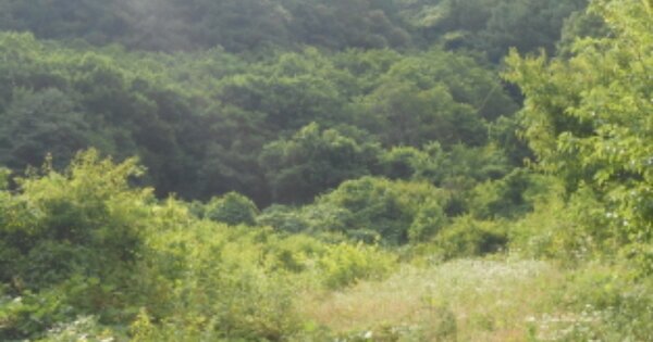 충청북도 보은군 산외면 대원리 OOO O OOO 전 경매 물건 이미지