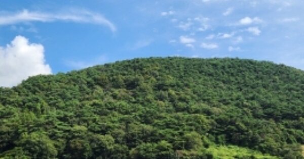 전라남도 순천시 월등면 송천리 OOO 임야 경매 물건 이미지
