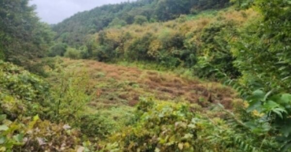 충청북도 청주시 상당구 미원면 운교리 OO O OOO 답 경매 물건 이미지