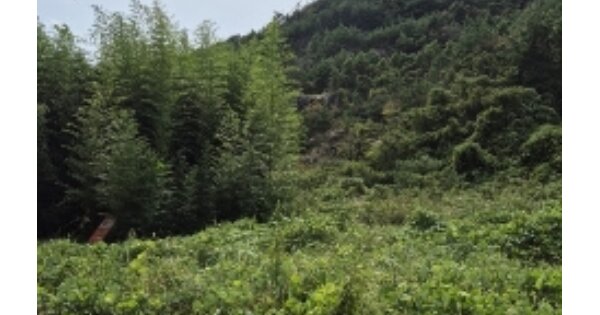 전라남도 화순군 도곡면 천암리 OOO 대지 경매 물건 이미지
