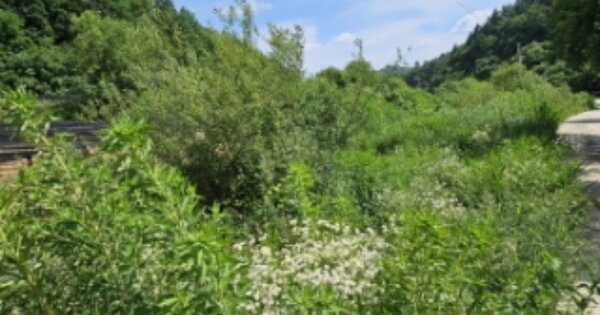 경상북도 봉화군 상운면 문촌리 OOO 답 경매 물건 이미지