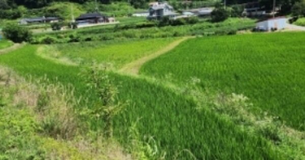 경상북도 안동시 서후면 태장리 OOOOO 답 경매 물건 이미지