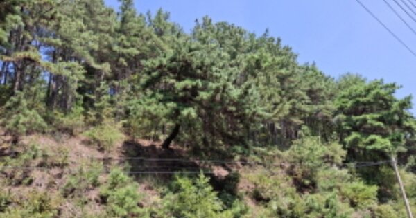 대전광역시 동구 오동 OOOOO 임야 경매 물건 이미지