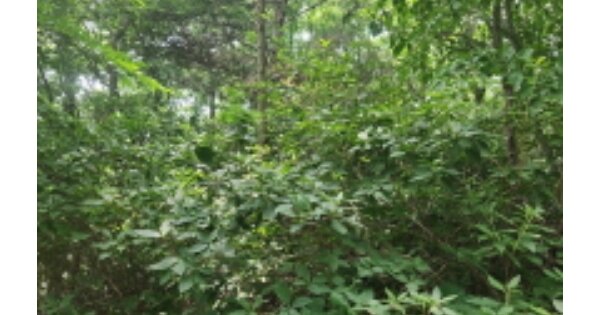 인천광역시 강화군 삼산면 매음리 OOOOO 임야 경매 물건 이미지
