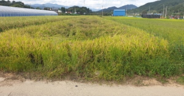 경남 함양군 함양읍 백천리 OOOOO 답 경매 물건 이미지